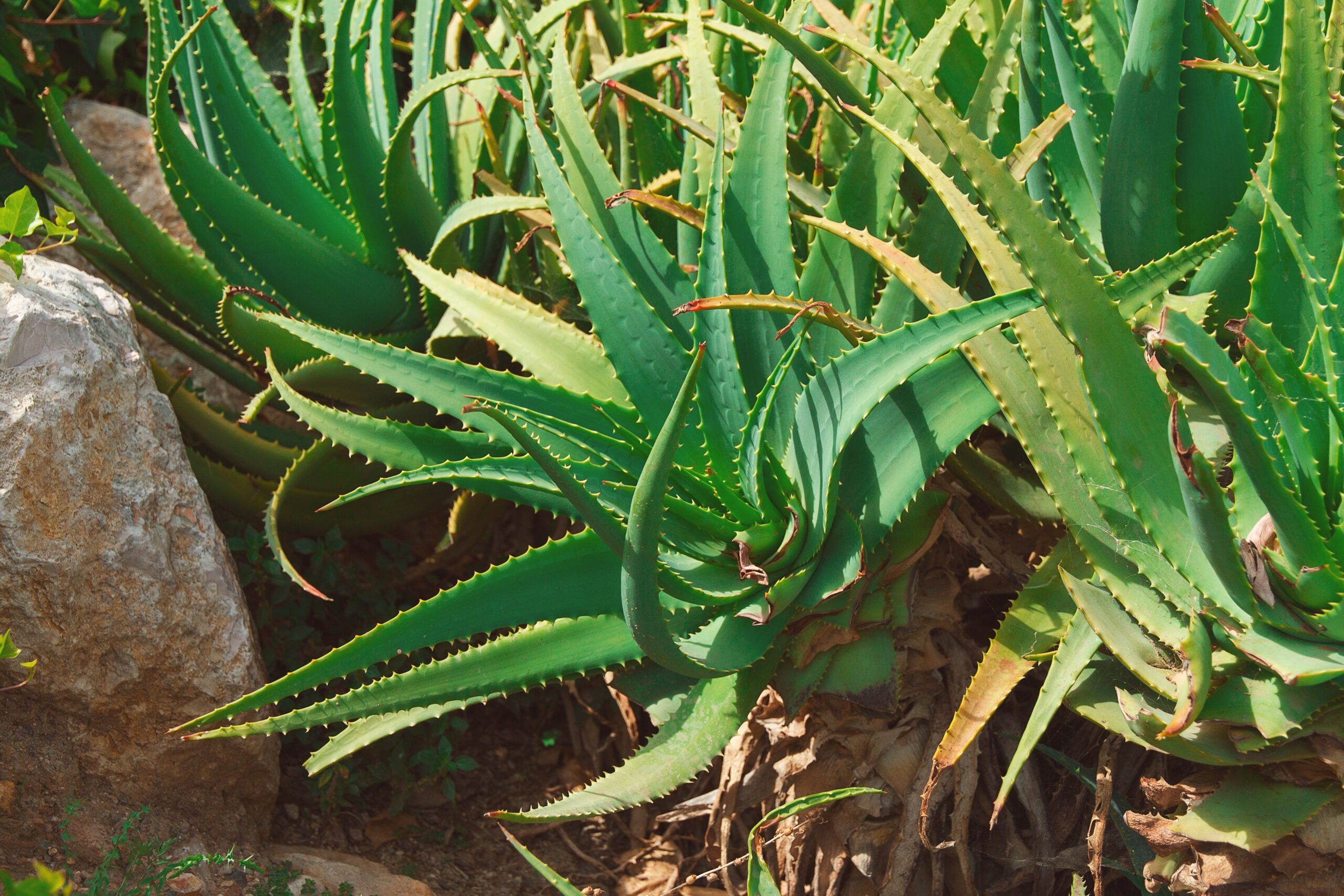 aloe vera canario