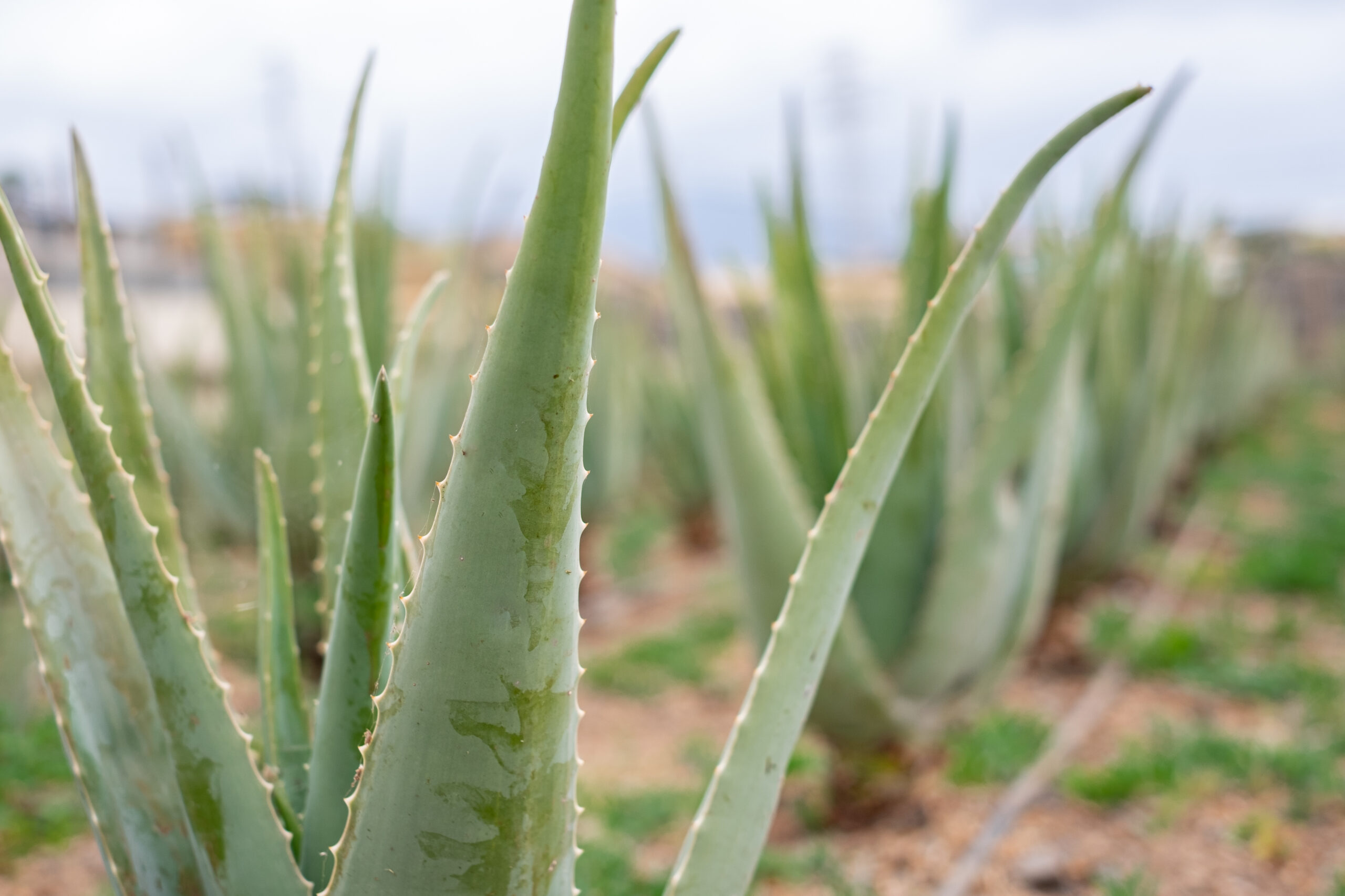 aloe vera canario