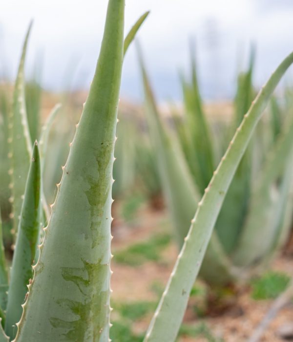 aloe vera canario