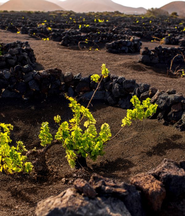 gastronomia canaria